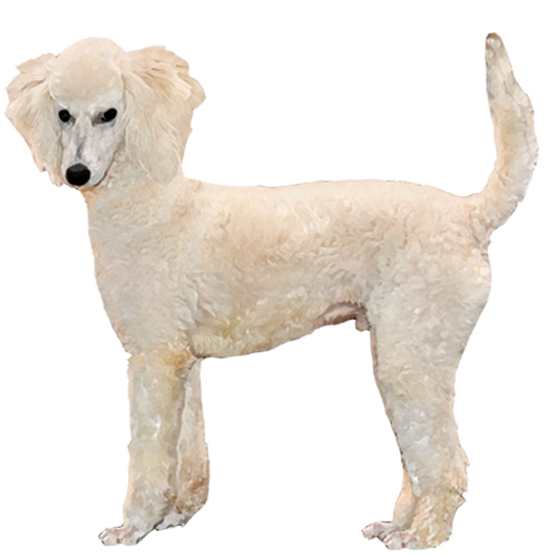 how tall is a moyen poodle